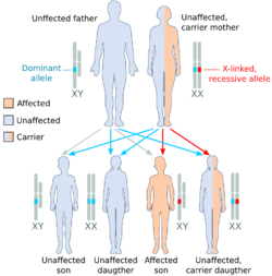 X recessive carrier mother.svg