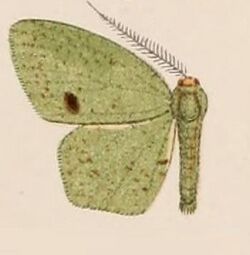 04-Hypochrosis hypoleuca=Heterolocha hypoleuca Hampson, 1907.JPG