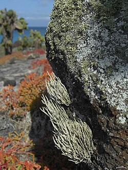 2013-01-31 Roccella albida Tehler 456491.jpg