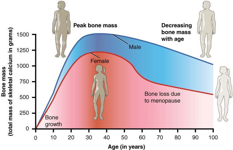 File:615 Age and Bone Mass.jpg