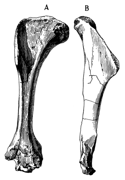 File:AMNH 6368 Therizinosaur humerus.png