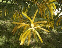 Acacia crassa foliage and flowers.jpg
