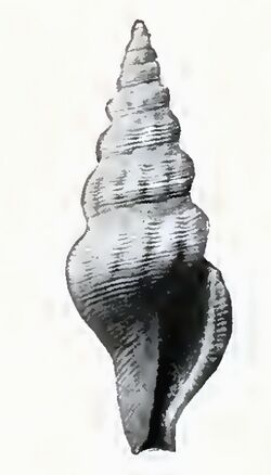 Agladrillia benjamini 001.jpg