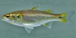 Agonostomus monticola USGS.jpg