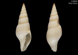 Alisimitra fuscolineata (MNHN-IM-2000-25190).jpeg