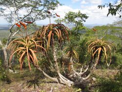Aloe mawii - shrub (7708661872).jpg