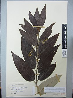 Alphitonia zizyphoides (Solander) A.Gray (AM AK28134).jpg