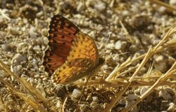 Argynnis elisa - Nature Conservation-001-073-g026.jpg