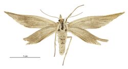 Asaphodes oxyptera female.jpg