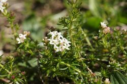 Asperula conferta plant6 - Flickr - Macleay Grass Man.jpg