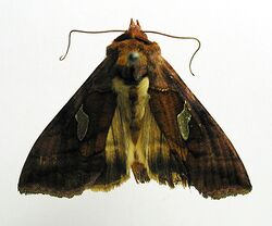 Autographa excelsa.jpg