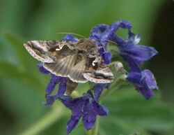 Autographa pseudogamma P1510558a.jpg