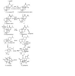 Bilobalide biosynthesis mechanism.JPG