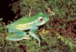 Boophis luteus septentrionalis01.jpg