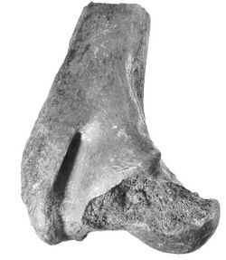 Brachalletes palmeri femur.jpg