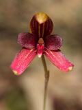 Bulbophyllum ocellatum - Raab Bustamante - cropped.jpg
