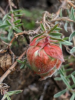 California fuchsia gall midge imported from iNaturalist photo 58136843 on 9 November 2023.jpg