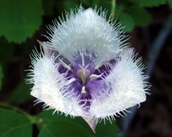 Calochortus elegans - Flickr. 004.jpg