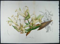 Canna Liliiflora 02.jpg