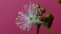 Caraipa densifolia Mart..jpg