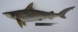 Carcharhinus dussumieri terengganu.jpg