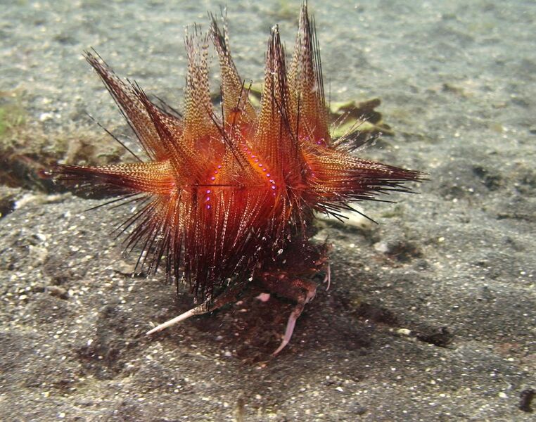 File:Carrier Crab (Dorippe frascone) with Red Radiant Sea Urchin (Astropyga radiata).jpg