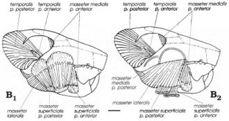 Two diagrams of a jaw and its muscles
