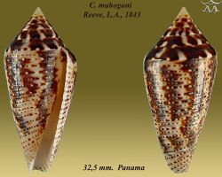 Conus mahogani 1.jpg