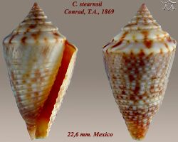 Conus stearnsii 1.jpg