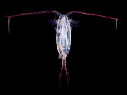 Copepod.jpg