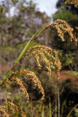 Costularia sp. (scott.zona).jpg