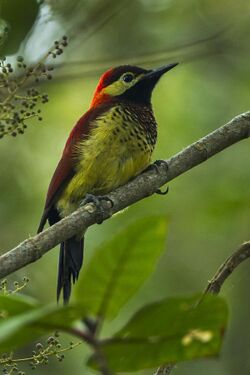 Crimson-mantled Woodpecker - Colombia S4E2671.jpg