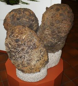Three large, round fossilized structures on display