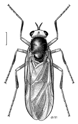 DIPT Stratiomyidae Inopus rubriceps.png