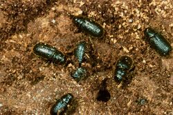 Dendroctonus micans beetles.jpg