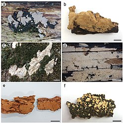 Dichostereum (10.3897-mycokeys.40.28700) Figure 2.jpg