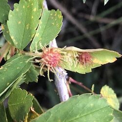 Diplolepis bassetti gall.jpg