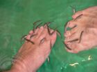 Doctor fish2.jpg