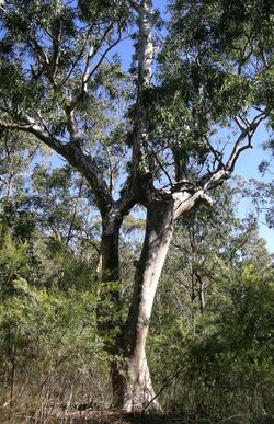 Dorrigo Gum 1.JPG