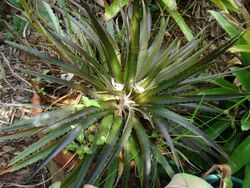 Dyckia Green6 USF Asit.jpg