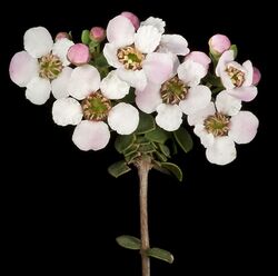 Ericomyrtus tenuior - Flickr - Kevin Thiele.jpg