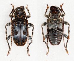 Two male Exalphus biannulatus beetles, the one on the left is on its front, the one on the right is on its back