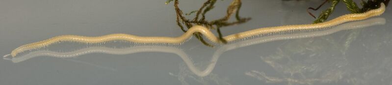File:Female Illacme plenipes (MIL0020) with 618 legs - ZooKeys-241-077-SP-6-top.jpg