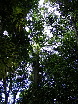 Ficus albipila, Cairns, Queensland 2.jpg
