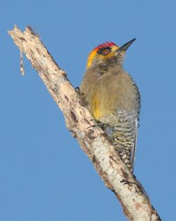 Golden-cheeked Woodpecker 2.jpg