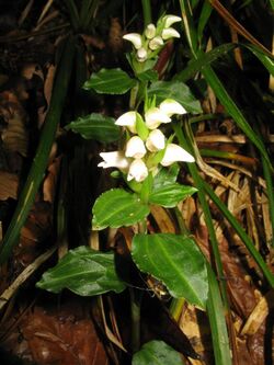 Goodyera foliosa var. laevis 1.JPG