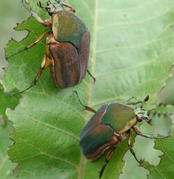 Green june beetle2.jpg