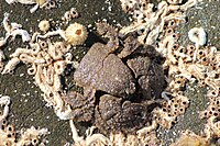 Hairy Stone Crab (Lomis hirta) (49782727391).jpg