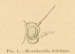 Hexadactilia trilobata head.JPG