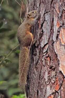 Hoary-bellied Himalayan squirrel (Callosciurus pygerythrus) Nagarjun.jpg